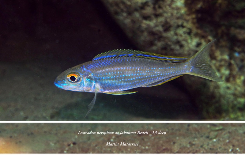 Lestradea perspicax 'Jakobsen's Beach'